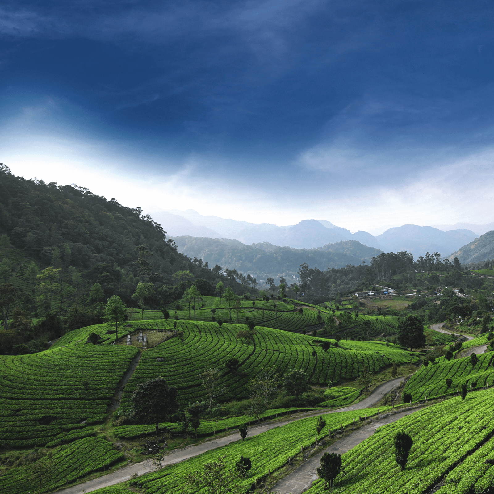 Munnar & Alleppey Quick Escape
