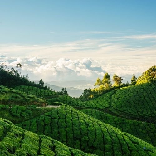 Munnar & Thekkady Quick Escape