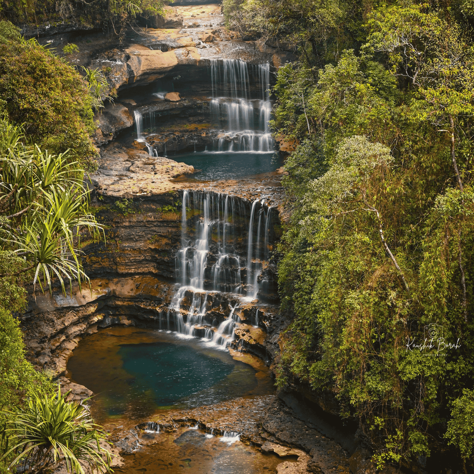 The Emerald Canopy